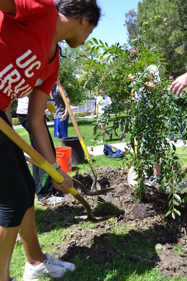 students planting trees