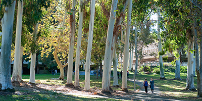 eucalyptus trees